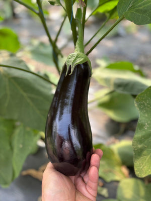 Semințe de Vinete Răzvan Idicel F1 — 30 semințe